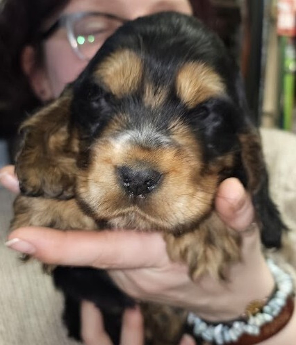 Cockerkes cv jpg correct r