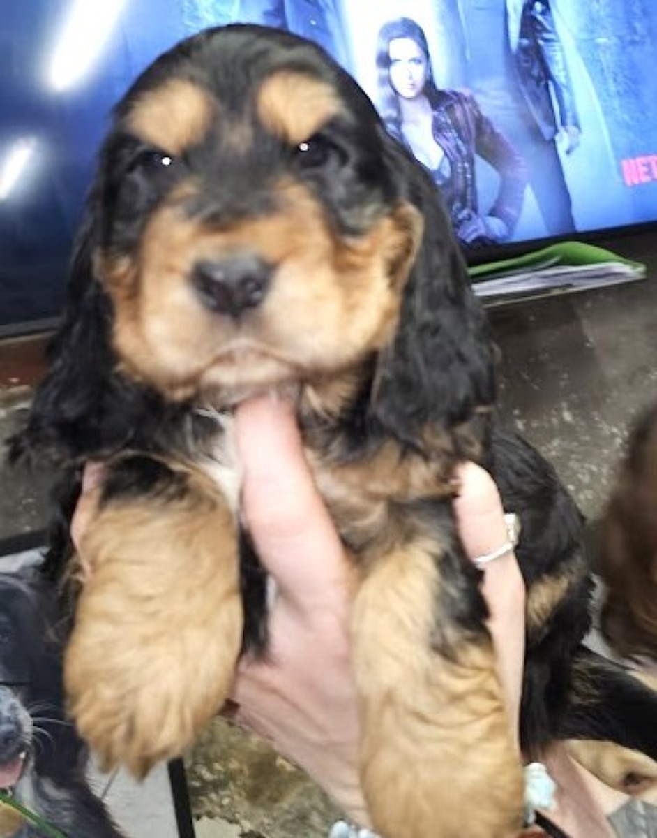 Cockerkes cv jpg correct q