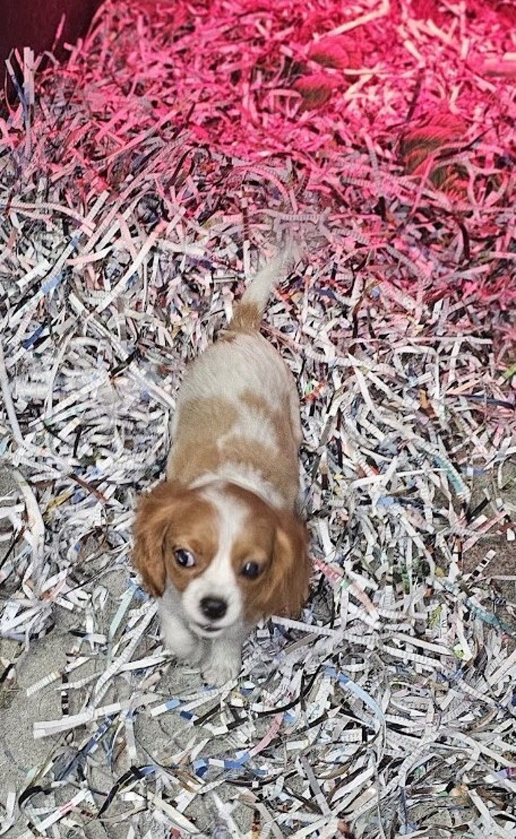 Yda 2 oct cavaa jpgq jpgf