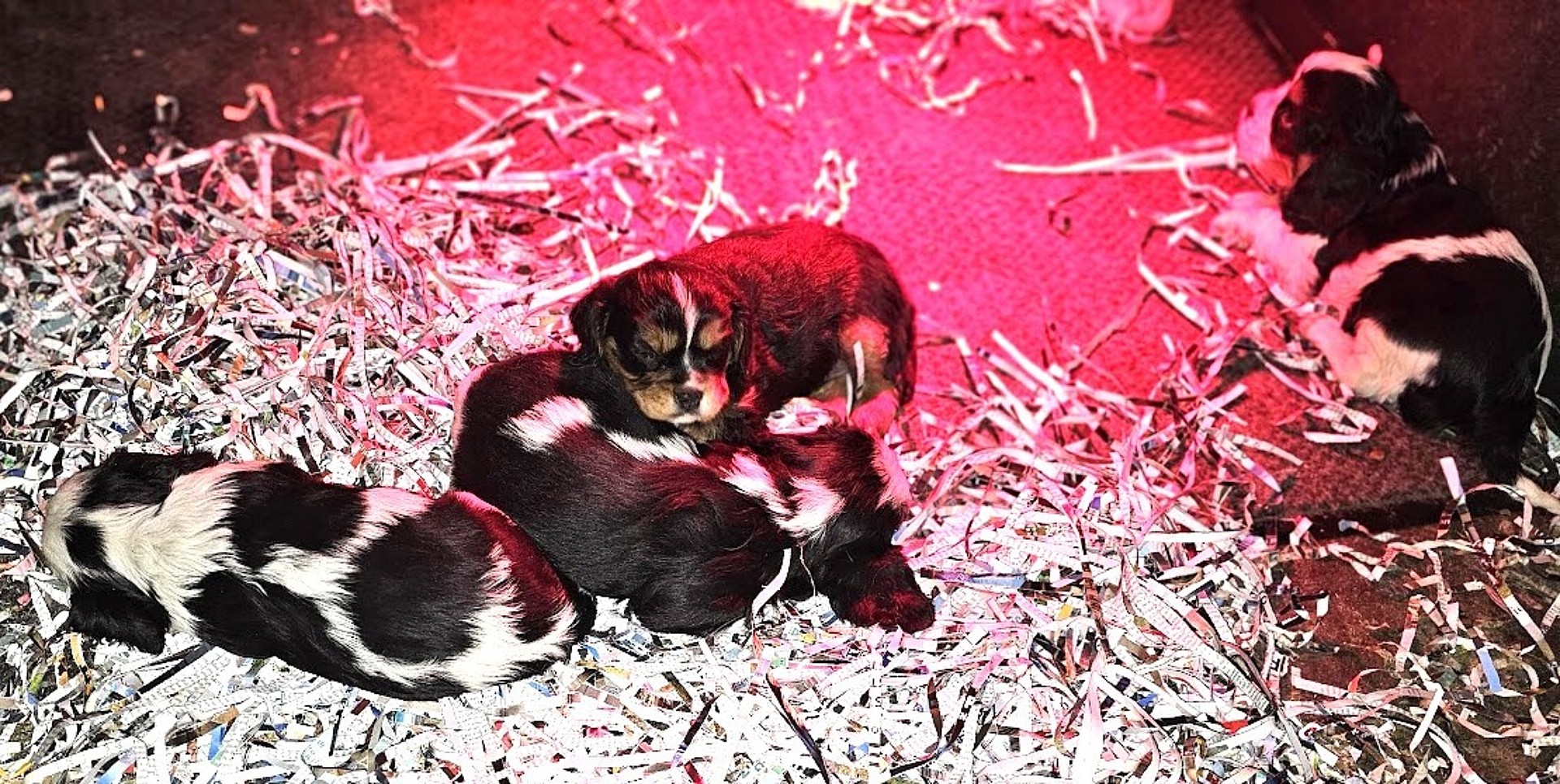 Cywanda en blessing p jpgo