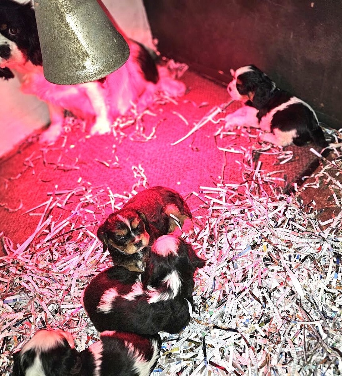 Cywanda en blessing q jpgi